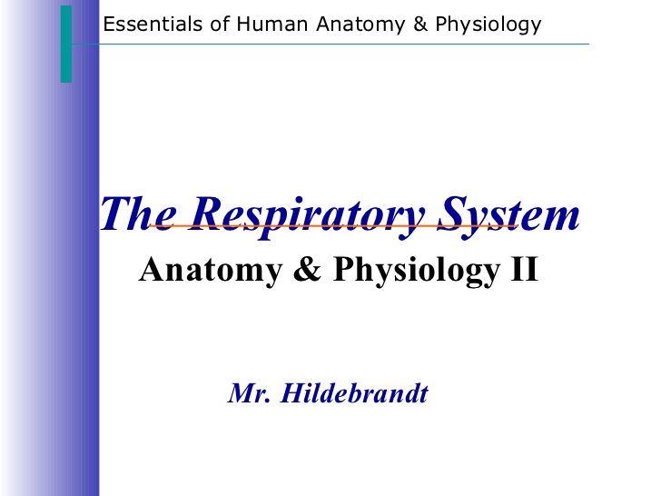 Respiratory Physiology Pdf The Essentials Of Sport